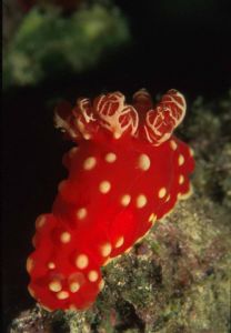 Nudibranch-Phillipines by Luc Eeckhaut 